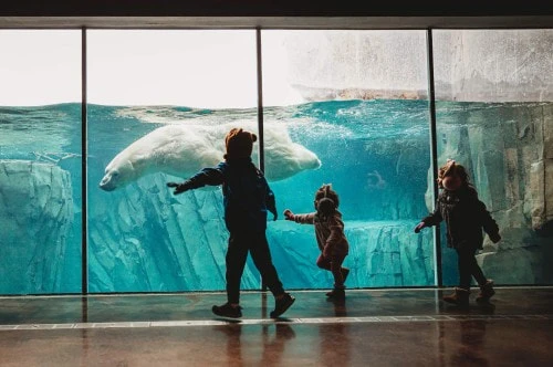 A photograph of children in front of an aquatic display at the Saint Louis Zoo. About 15 miles from our St. Charles Airbnb and VRBO Properties.